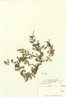 藏品(卷耳)的圖片